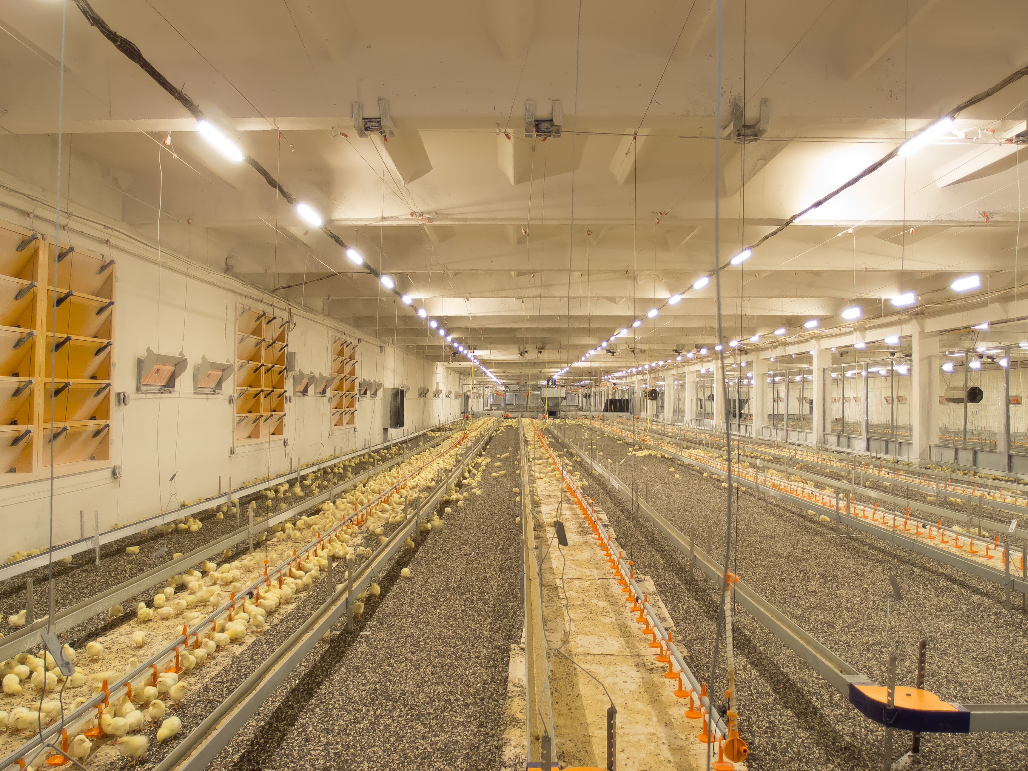 A chicken farm to pay